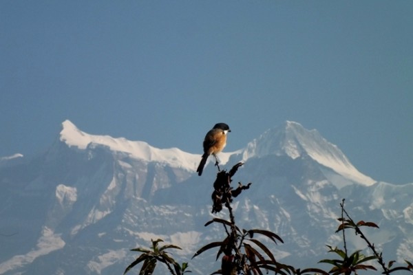 Chitawan – Pokhara – Kathmandu